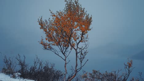 A solitary birch tree with golden leaves stands amidst the dark, snowy, Nordic landscape