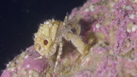 small hermit crab walking on the sea floor