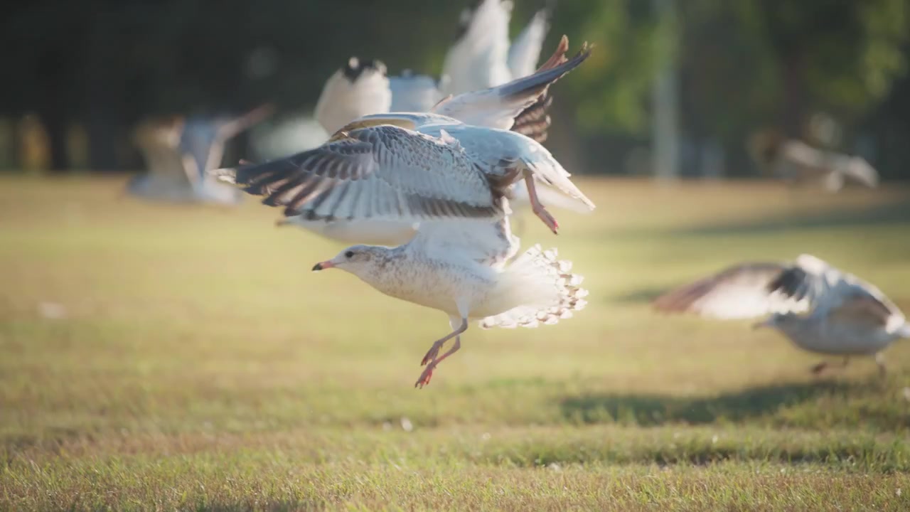 Flock of gulls flying above the ground