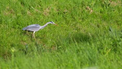 grey heron in a green field