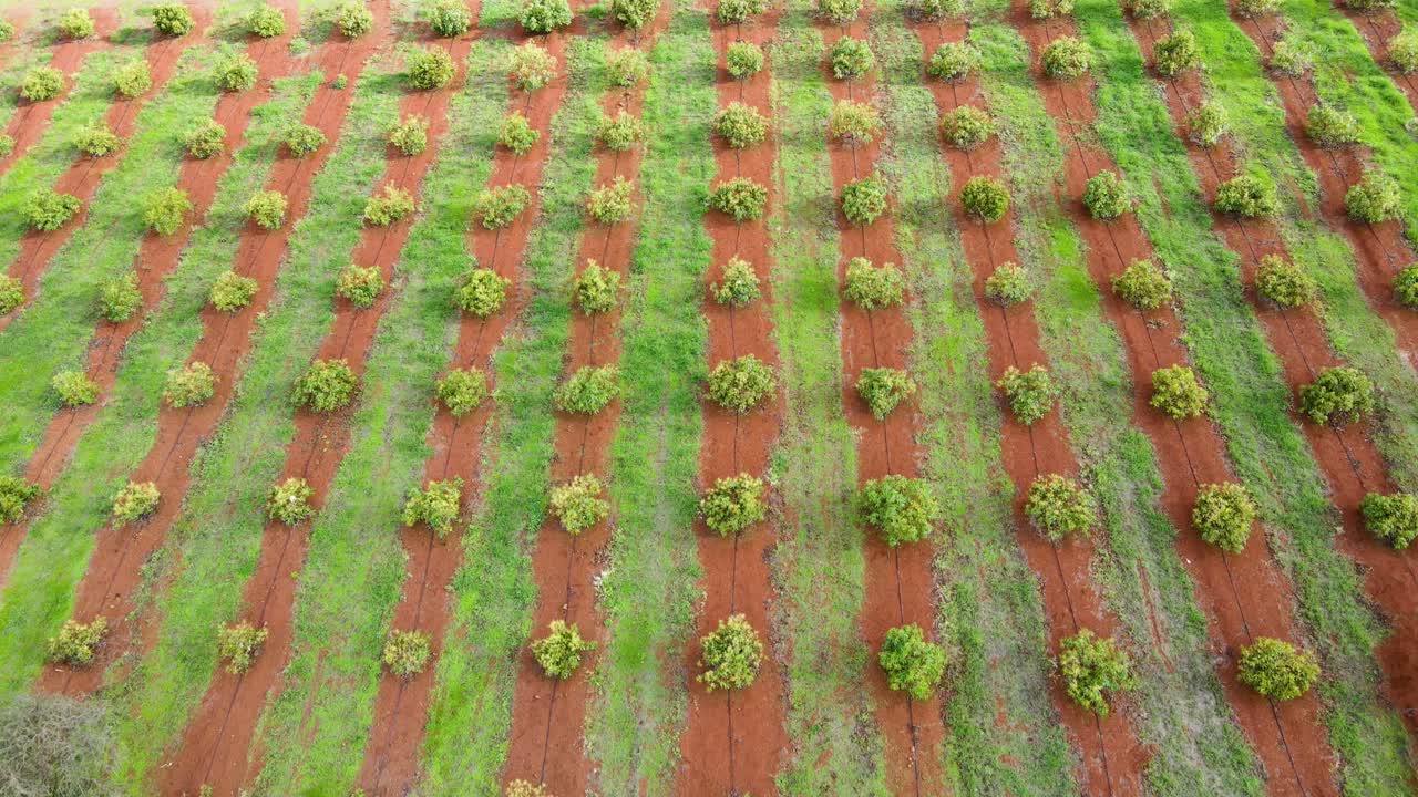 스마트 농업 기술 - 케냐 아보카도 농장의 공중 드론 보기