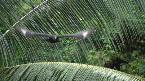 un buitre negro vuela a cámara lenta en costa rica