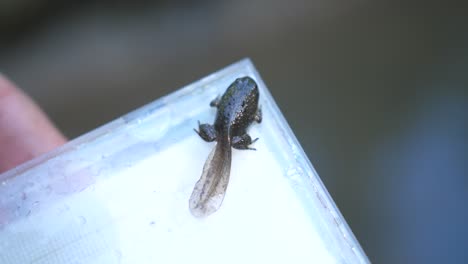 el renacuajo de vientre amarillo en una caja de cd.