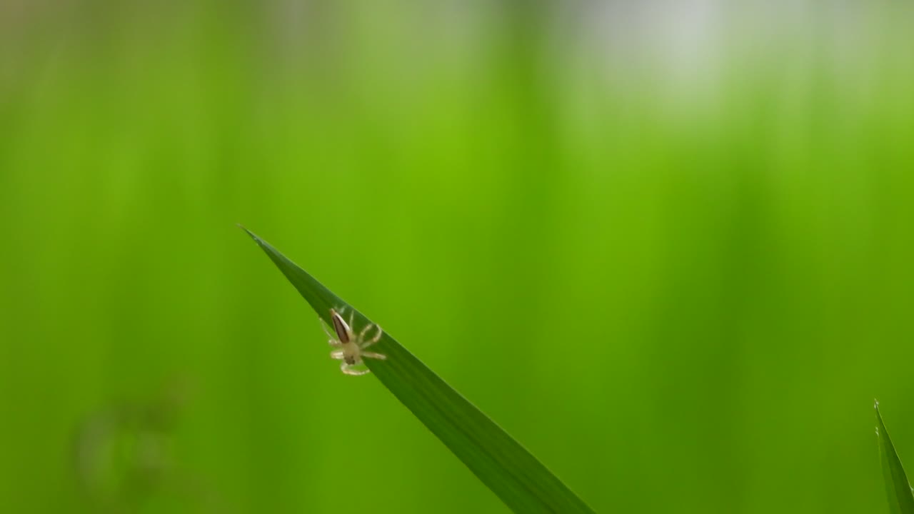 거미 -  ⁇  풀 - 초록색 - 잎 - 웹