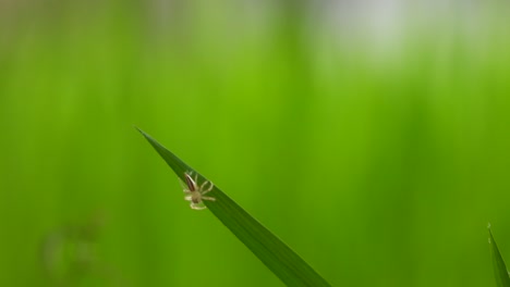 spider - rice grass - green - leaf - web