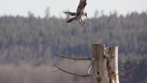 Hooded-crow-flying-and-landing-on-a-branch-in-Sweden,-slow-motion-wide-shot