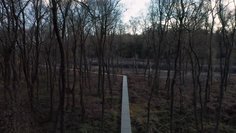 Forest-Wooden-Walkway-With-Leafless-Trees-On-Sunset-At-Fagne-du-Rouge-Ponce-In-Saint-Hubert,-Belgium