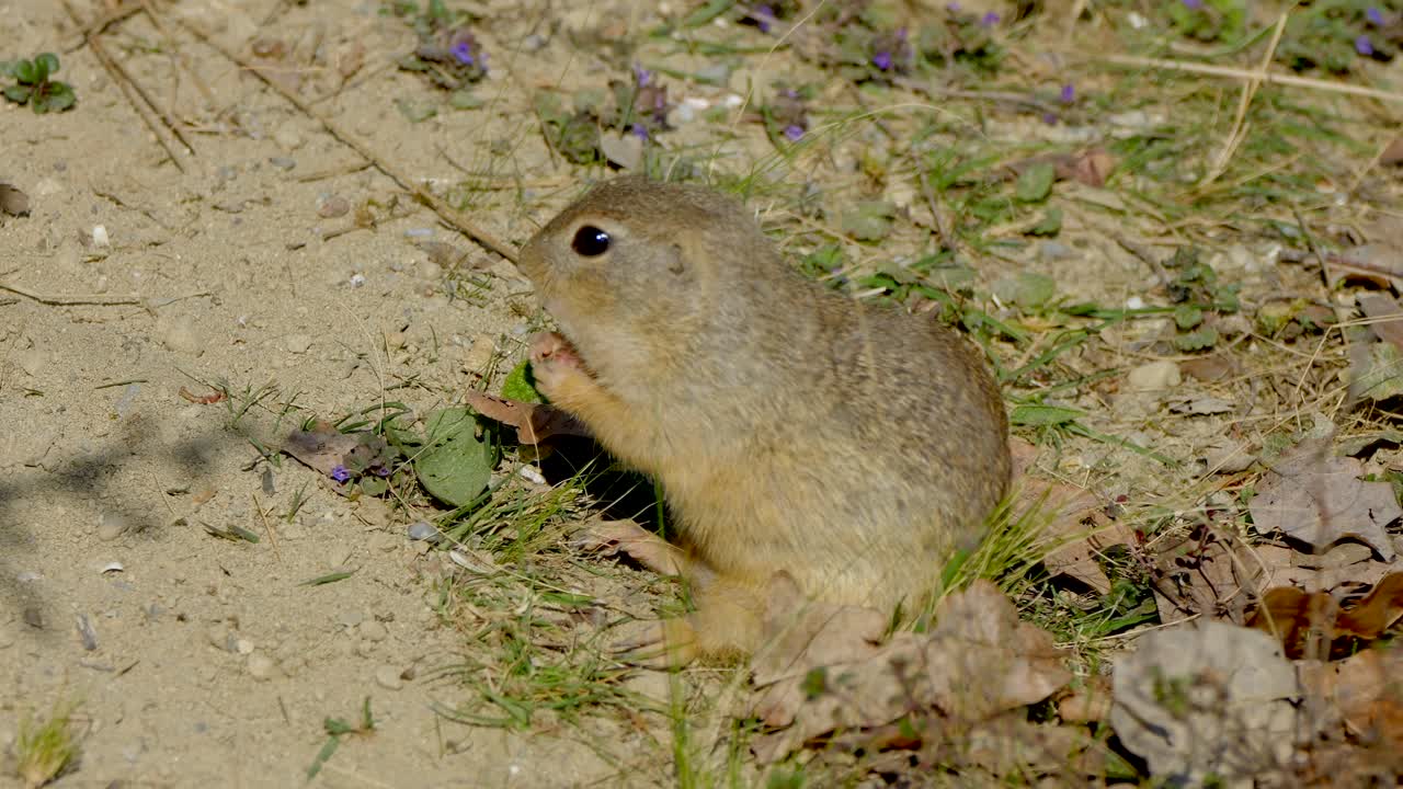 Close up shot of Spermophilus Squirrel eating outdoors in Wilderness during sunny day