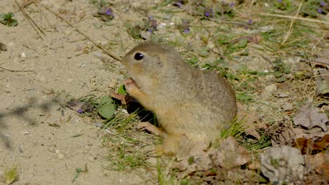 Primer-Plano-De-La-Ardilla-Spermophilus-Comiendo-Al-Aire-Libre-En-El-Desierto-Durante-El-Día-Soleado