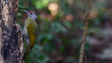 El-Pájaro-Carpintero-De-Cabeza-Gris-También-Se-Llama-Pájaro-Carpintero-De-Cara-Gris-Se-Encuentra-En-Muchos-Parques-Nacionales-En-Tailandia-Y-Es-Muy-Particular-En-La-Elección-De-Su-Hábitat-Para-Que-Prospere