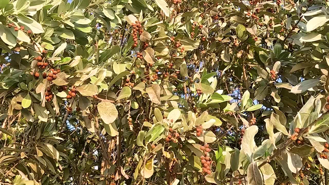 Close-up of sunlit leaves and red berries gently moving in the breeze.
