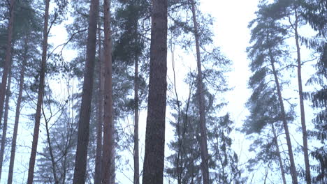 Foggy morning at mixed forest. Tilt up.