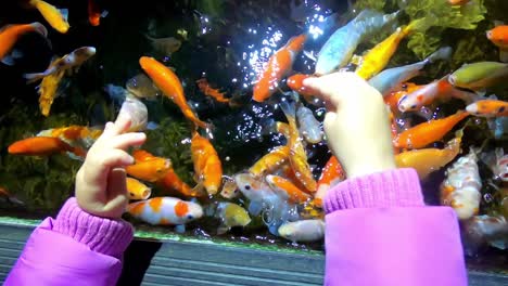 Niño-Pequeño-Alimentando-Coloridos-Peces-Tropicales-En-El-Acuario