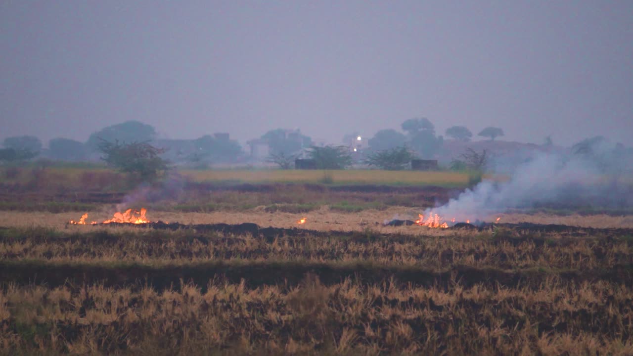 la quema de las sobras de la cosecha del campo de arroz o el arroz causa smog y una fuerte contaminación del aire en delhi, punjab y haryana en la india