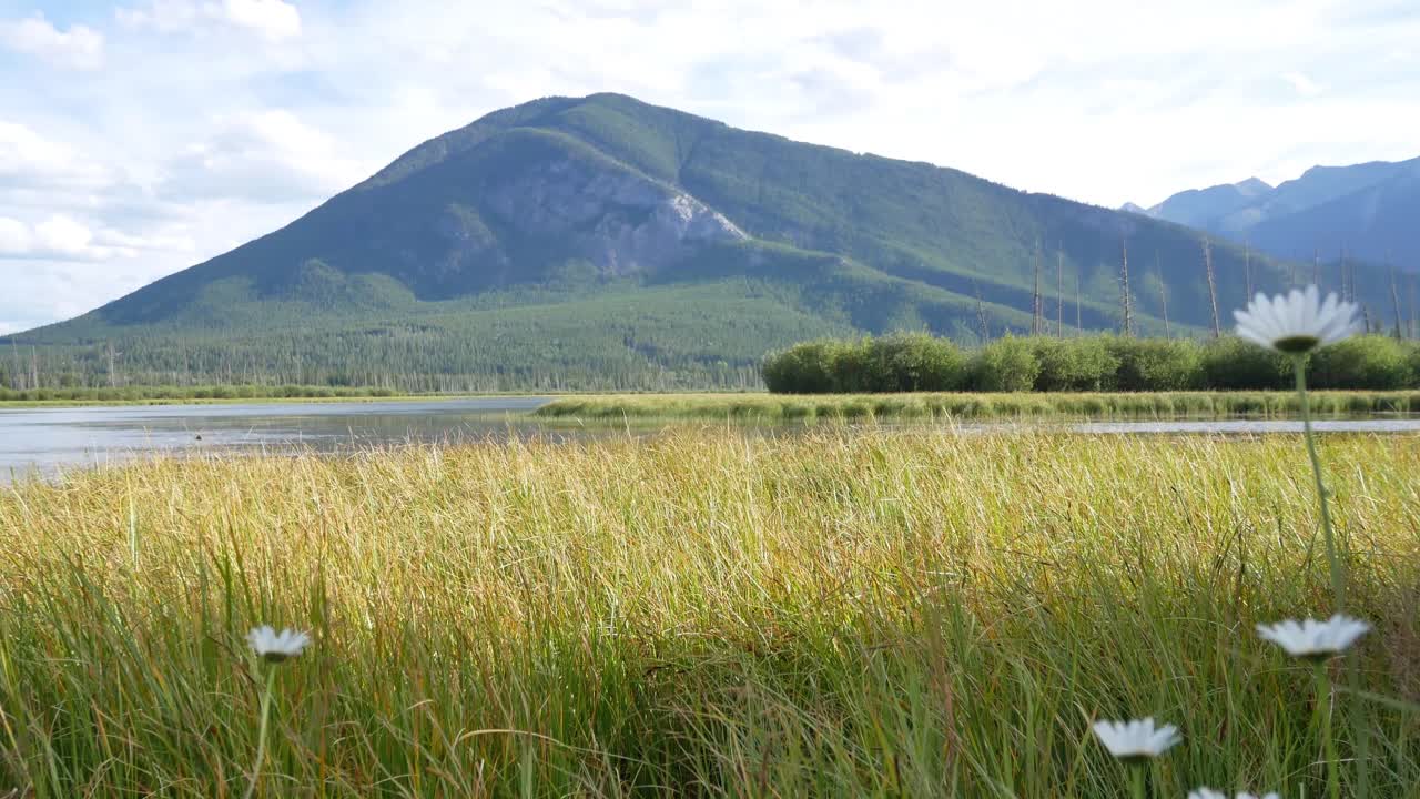 전경에는 아름다운 풀과 꽃이 있는 주홍색 호수의 아름다운 자연 경관과 여름 햇살 낮에는 캐나다 앨버타 밴프 국립공원의 배경에 있는 로키 산맥