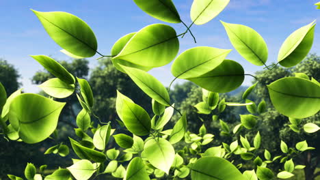 a beautiful scene of green leaves and trees