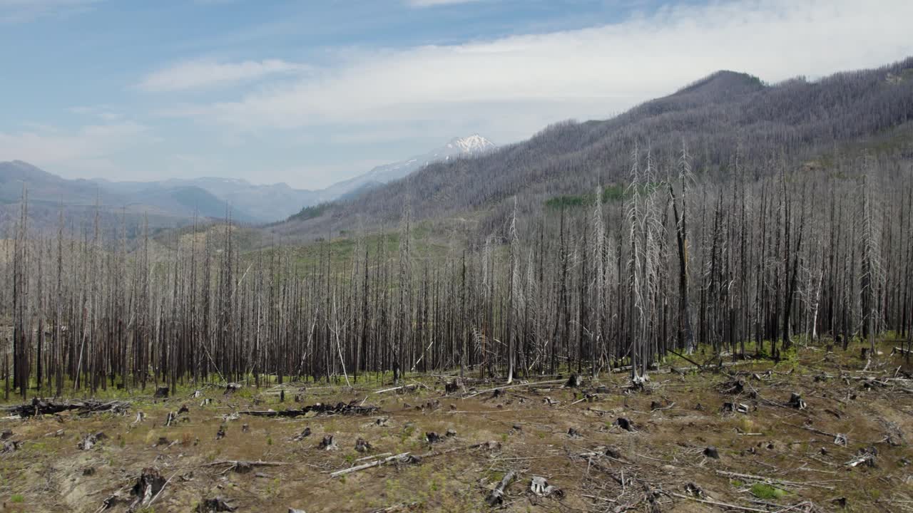 Landscape of a forest devastated by fire with new growth and mountains in the background