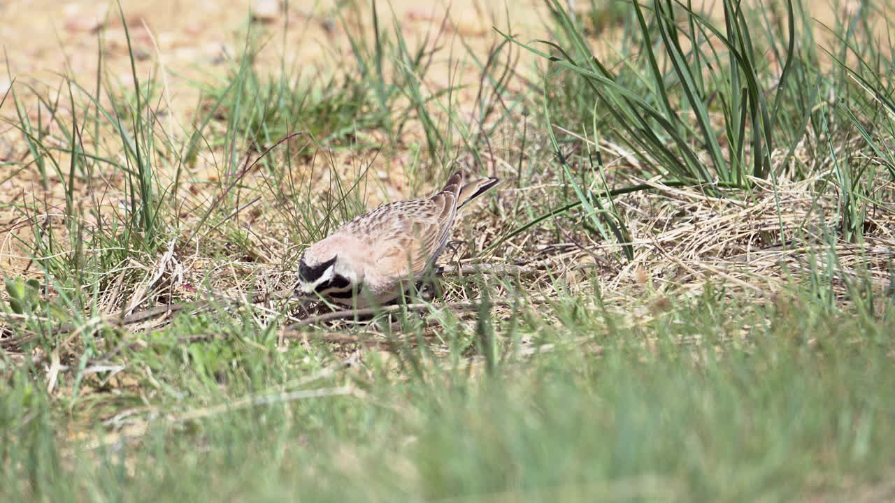 초원 지대에서 먹이를 찾는 초원