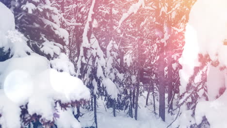 mancha de luz contra los árboles cubiertos de nieve en el paisaje invernal