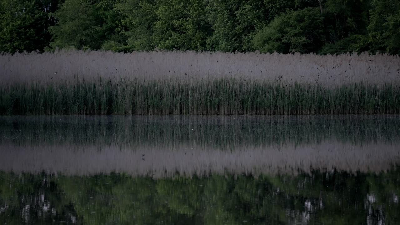 Quiet Pond with Reeds and Greenery at Twilight