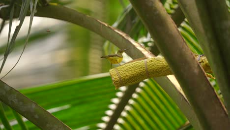 brown-throated-sunbird-come-then-go-and-come-again-to-suck-coconut-flowers