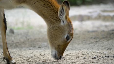 close-up portrait of an antelope female searching for food in a harsh dry environment, africa