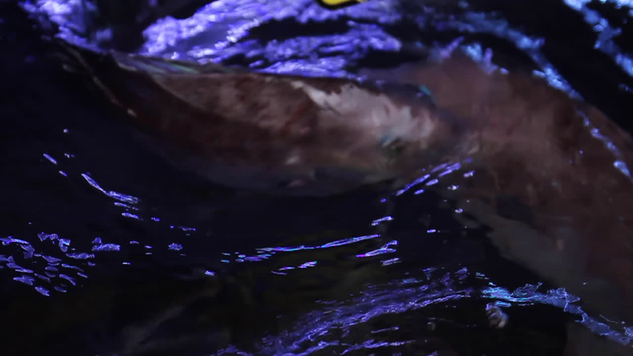 Water Splash in Aquarium