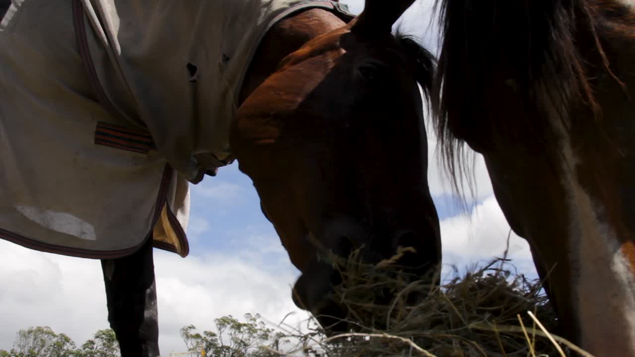 una vista de cerca de un caballo comiendo y moviendo su comida alrededor del paddock