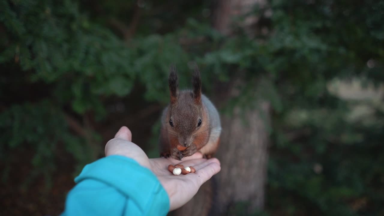 Squirrel jumps on palm and eats peanuts