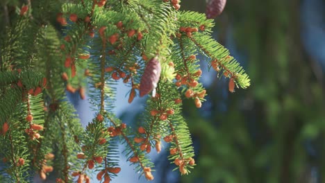 close-up of a spruce tree branch with cones