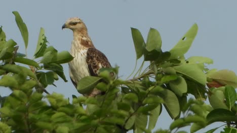 águila coman uhd mp4 4k