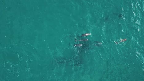 imágenes aéreas de drones de una manada de delfines comunes saltando, nadando y cazando