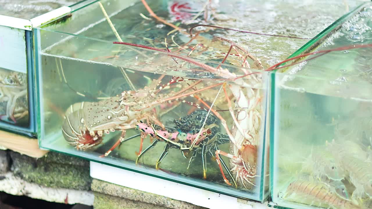 푸켓 시장 의 크 에 있는 호박