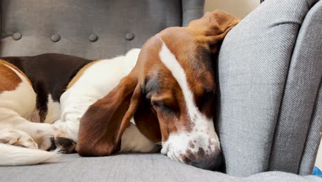 Fauler-Schlafender-Basset-Auf-Einem-Stuhl