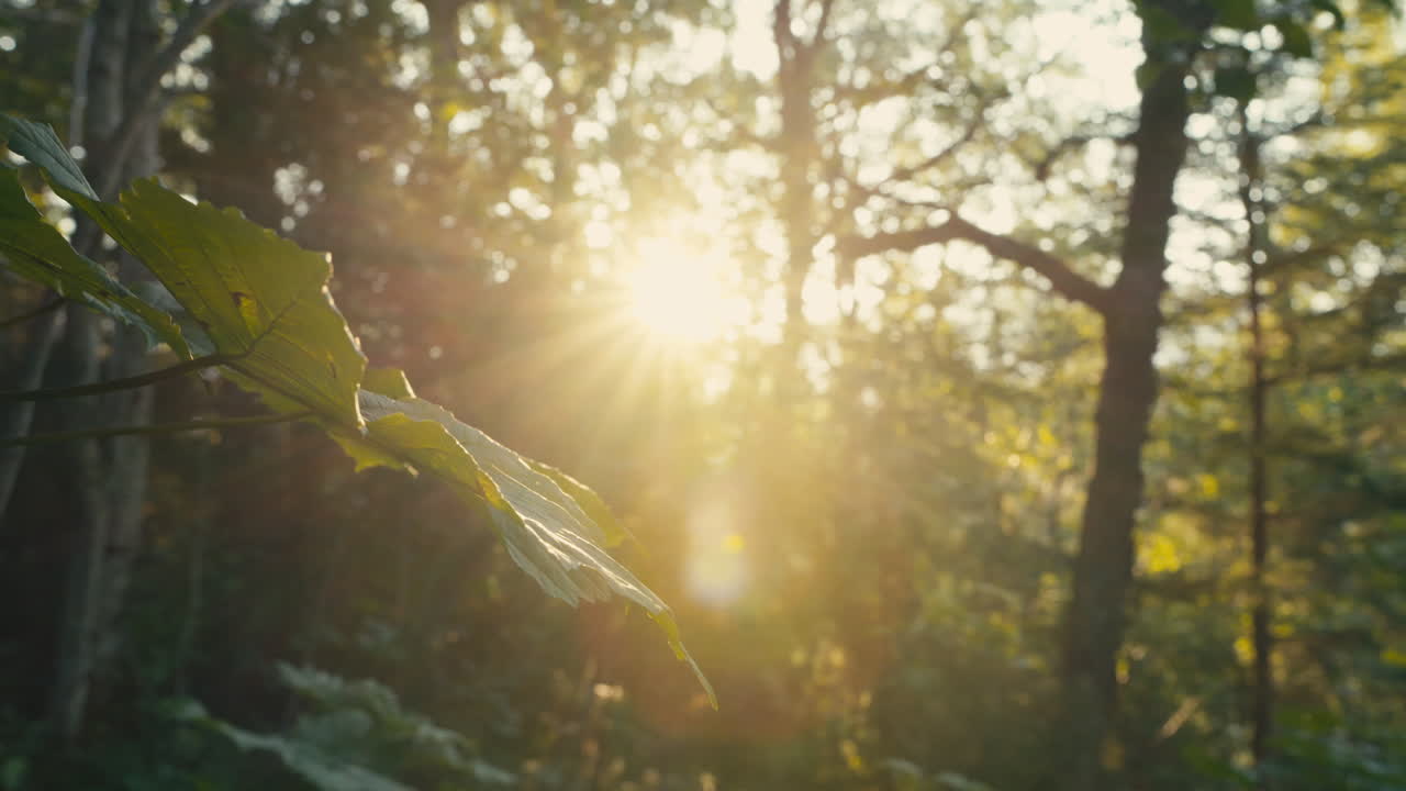 Sun shines bright through the trees and hits the leaves in the woods and gives a beautiful flare and beam
