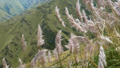 flores de pampa en la ladera de la cordillera de los comechingones en san luis, argentina