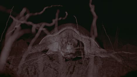 close-up of a turtle nesting at night, entwined in silhouetted branches, creating an eerie mood