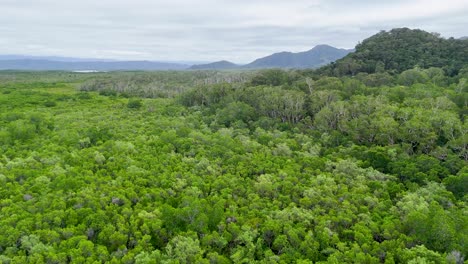 drone footage captures expansive mangrove canopy with distant mountains under overcast skies in port douglas, australia