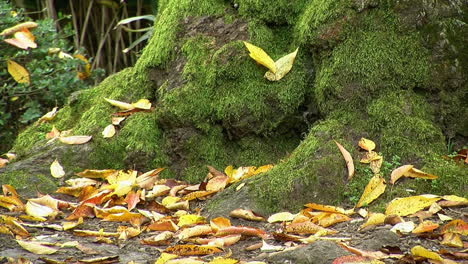 las hojas caídas de otoño yacen alrededor del tronco de un árbol cubierto de musgo