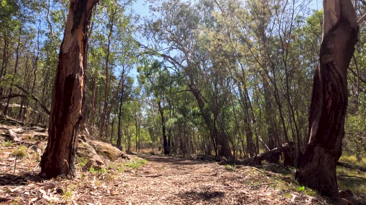 un paseo sereno por un sendero del bosque