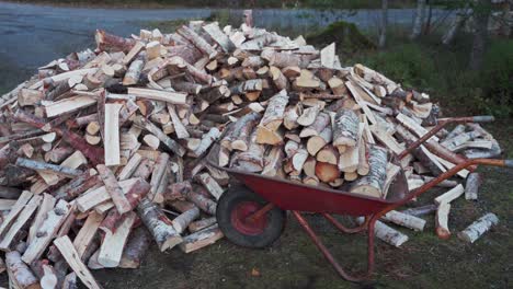 man collecting chopped firewoods on the red wheelbarrow