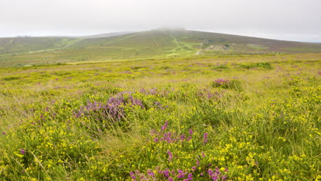 misty heath landscape with purple and yellow flowers