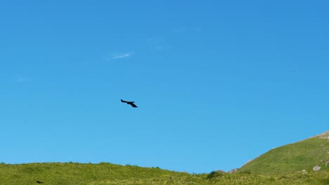 Schwarzer-Vogel-Fliegt-Vor-Blauem-Himmelshintergrund-Und-Grünem-Feld-In-Den-Bergen