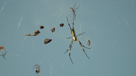 trichonephila clavata - 먹이와 함께 웹에서 쉬고 있는 조로 거미