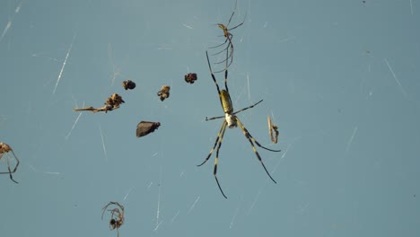 trichonephila clavata - joro spider resting on its web with its prey