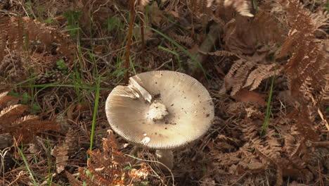 hongos en el bosque
