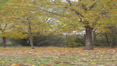 autumn park scene