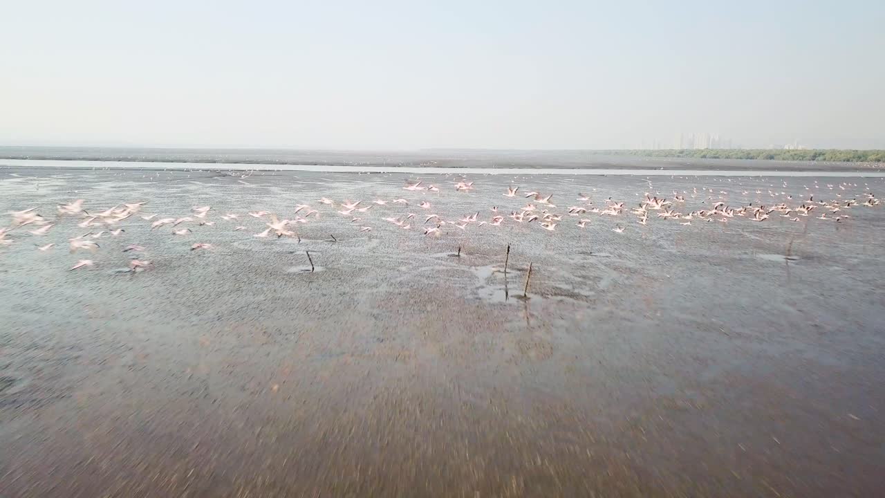 vista aérea de flamencos volando en mumbai, india