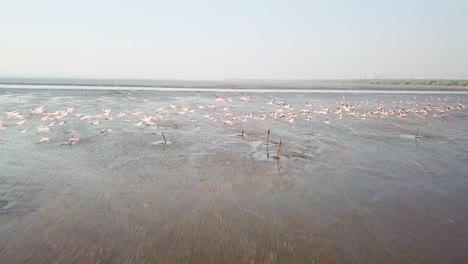 vista aérea de flamencos volando en mumbai, india
