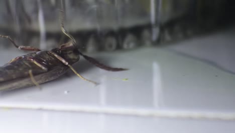 black chafer beetle lying on the floor with neon light